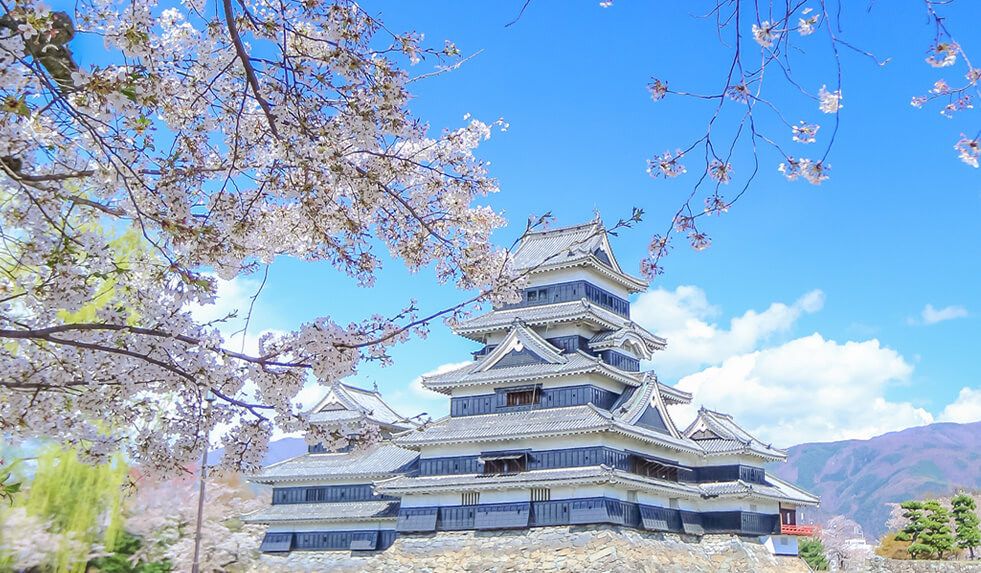 桜と国宝松本城