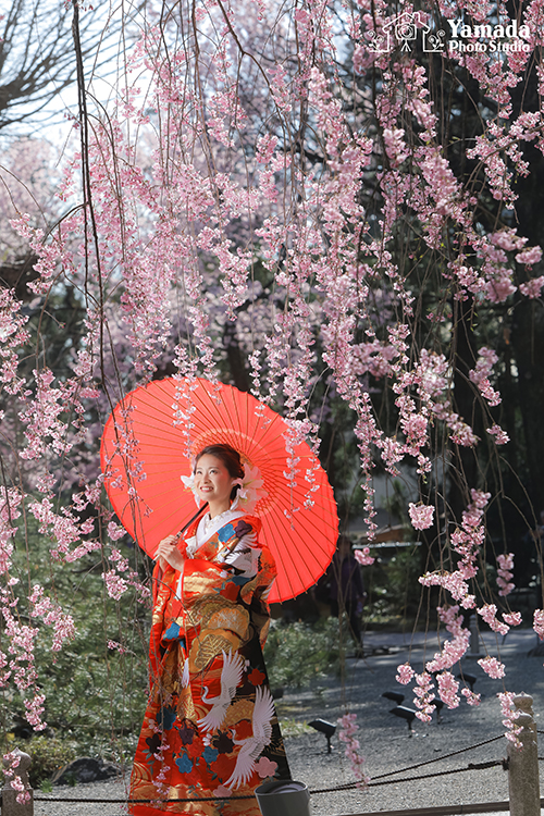 花嫁さん桜赤傘番傘前撮り岡谷市写真館