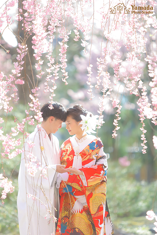 桜ロケ下諏訪町慈雲寺