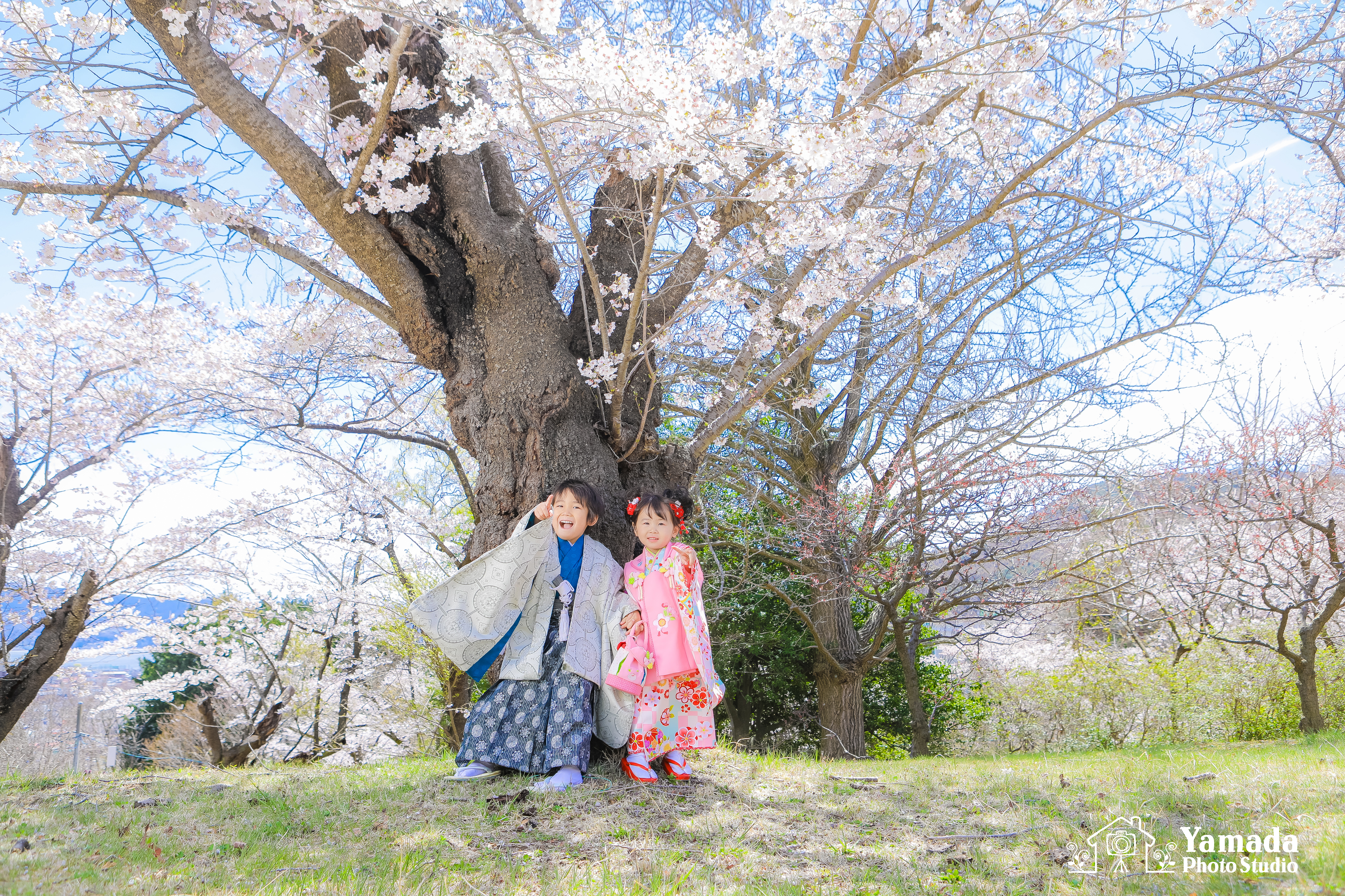 兄妹753桜ロケーションフォト岡谷市
