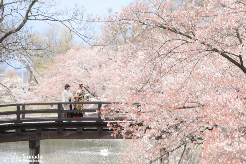 桜ロケ撮影