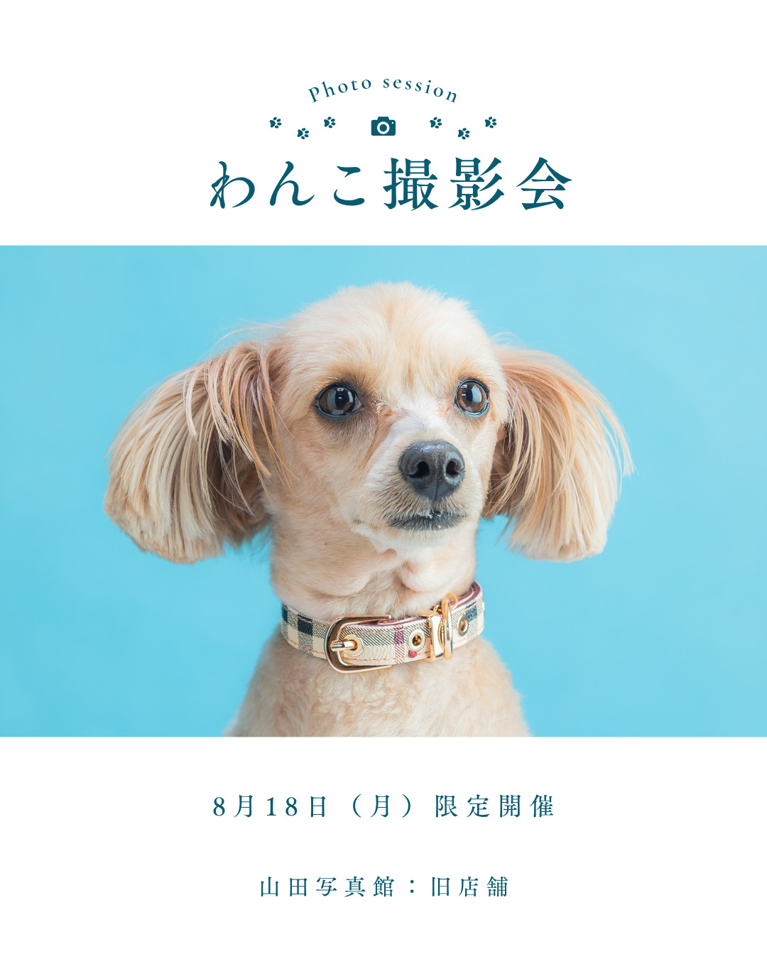 わんこ撮影会