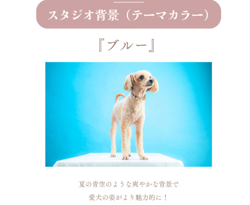 岡谷ペット撮影