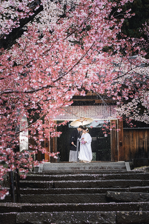 桜　ブライダル　前撮り