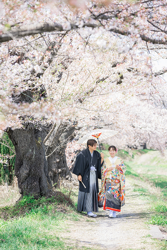 桜と着物でウェディング撮影